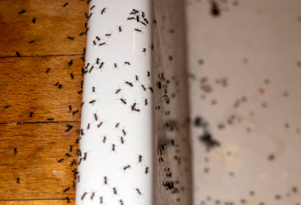 Best Best Pest Control Near Me  in Venus, TX